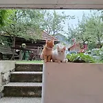 Apartmaji Marinka Hodnik