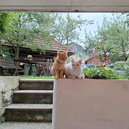 Apartmaji Marinka Hodnik